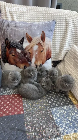 продавам сиви късокосмести котета