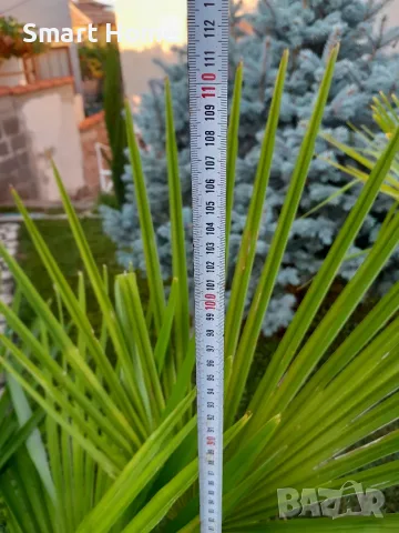 Палми Трахикарпус ! Trachycarpus palms, снимка 4 - Градински цветя и растения - 55645502