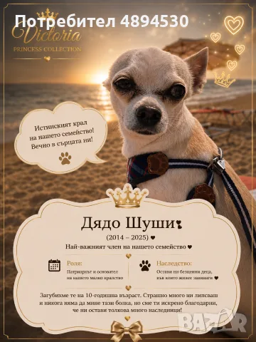 Чистокръвни мини Чихуахуа, снимка 12 - Чихуахуа - 55383127