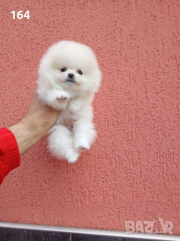 Женски бял мини Померан. Реални снимки от 09.04.26 г., снимка 3 - Померан - 54149261