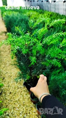 Тис, Taxus baccata, студоустойчив , снимка 6 - Градински цветя и растения - 53068902
