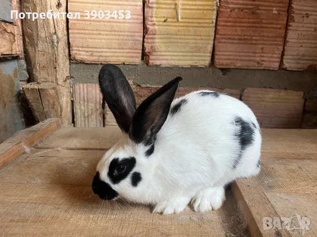 Новозеландски и Пеперуди, снимка 8 - Други животни - 55674339