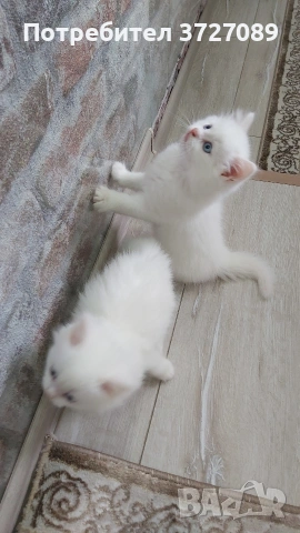 Ангорска котка, снимка 7 - Ангорски - 54727476