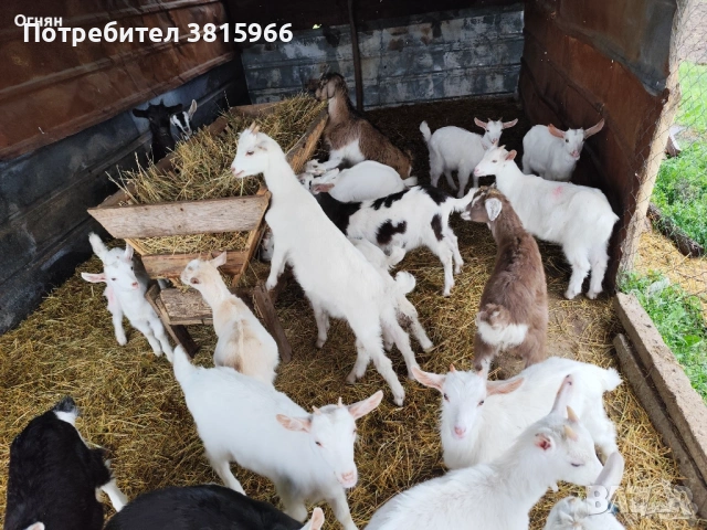 Продавам Ярета от 15кг до 35кг Договаряне