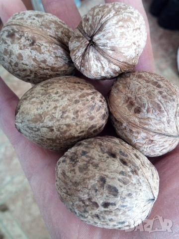 Орехи с черупка