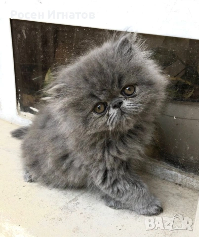 Персийски котетата