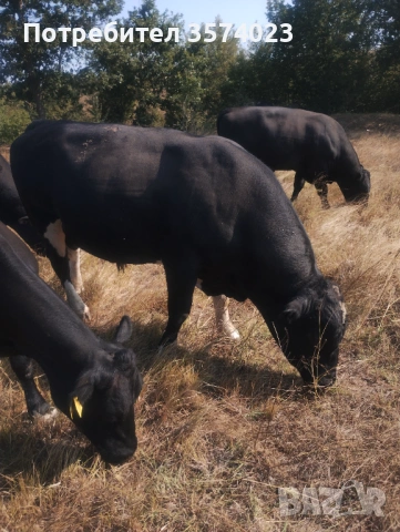 Месодайни телета, снимка 9 - Крави - 54245143