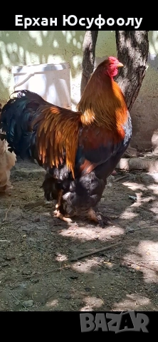 Яребична Брама