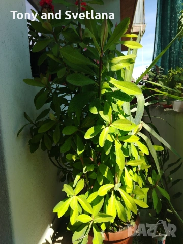 Каучуково растение (Syngonium grantii) , снимка 9 - Стайни растения - 54664226
