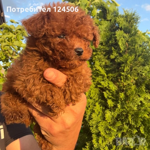 Той пудел пуделче 