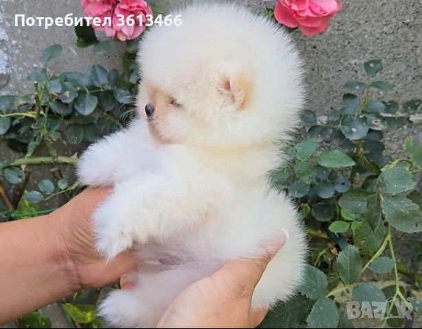 Мини померан бял, снимка 2 - Померан - 55068125