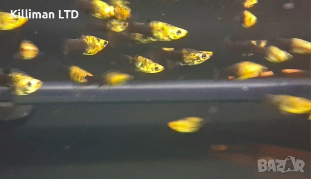 Жълточерна молинезия, снимка 2 - Рибки - 54143651