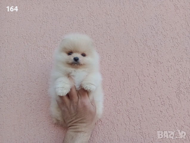 Женски Померан. Реални снимки!