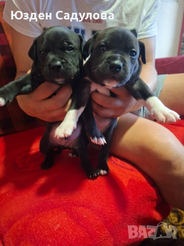 Питбул бебета, снимка 2 - Питбул - 54087165