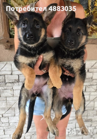Немски  овчарки 