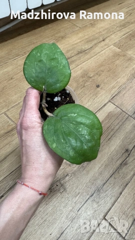 Хоя. Hoya Balaensis , снимка 2 - Стайни растения - 54001778