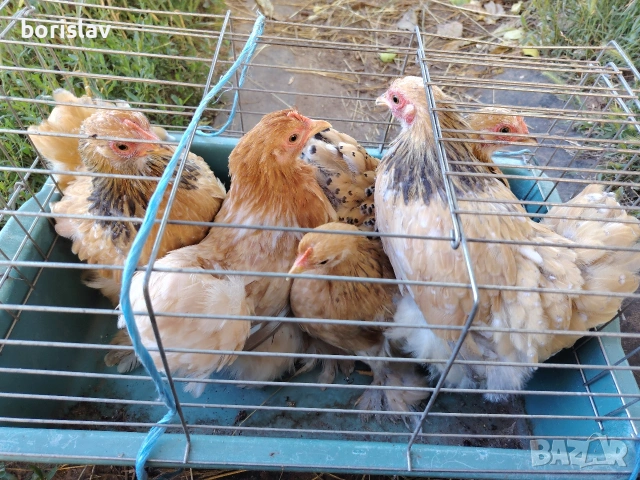 продавам ярки мини кохин, снимка 2 - други­ - 55156679