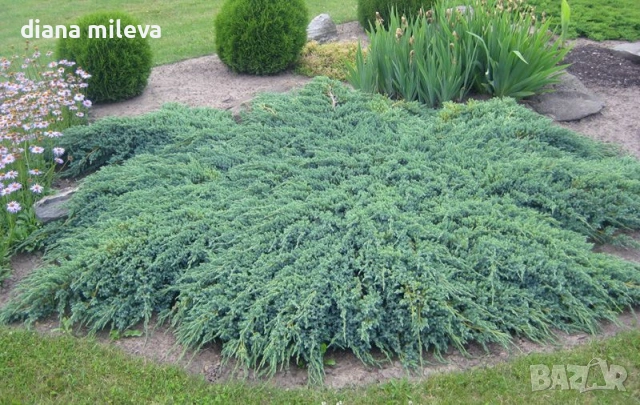 Хвойна Син Килим, Juniperus Blue Carpet, студоустойчива