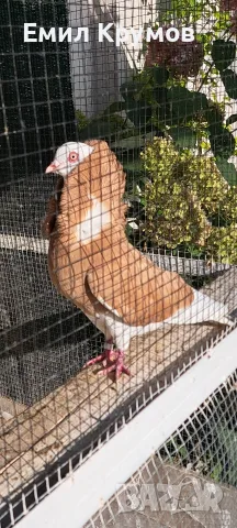 Продавам гълъби Капуцини, снимка 3 - Гълъби - 55429448