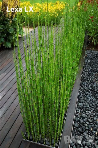 Equisetum Hiemale – Хвощ, Конска Опашка