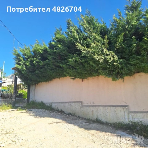 косене на градини и подръжка на дворове оформяне на храсти Засаждане на борчета. безплатен оглед , снимка 2 - Градински цветя и растения - 54541460