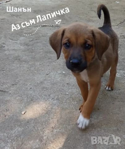 Продавам Родезийски Ридбек, снимка 5 - Риджбек - 55040122