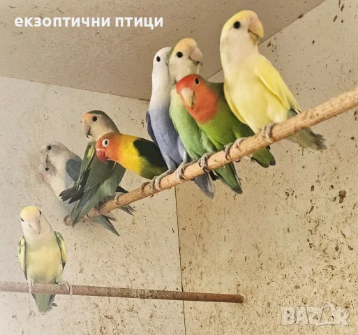 Продавам Неразделки , снимка 2 - Папагали - 55665422