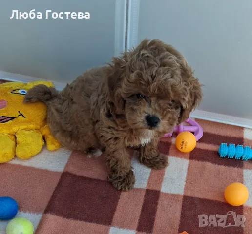 Малтипу момченце, снимка 2 - Пудели - 55429250
