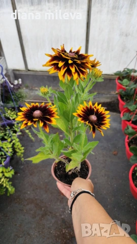 Рудбекия, Rudbeckia hirta pawnee spirit gold black eye, снимка 8 - Градински цветя и растения - 54887629