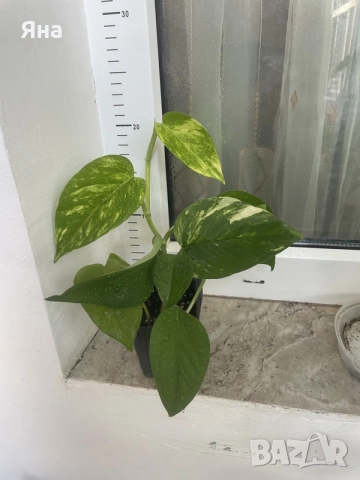 Дяволски бръшлян - Epipremnum Aureum и Hicolor , снимка 3 - Стайни растения - 55301186