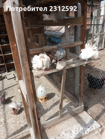 Продават се палунести гълъби!!!, снимка 5 - Гълъби - 53980869