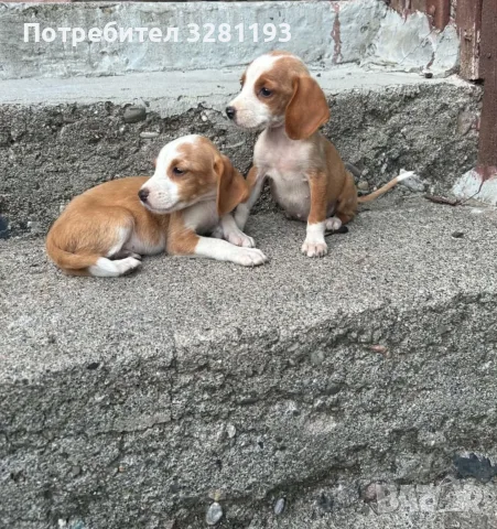 Трицветни гончета, снимка 8 - Гонче - 55666913