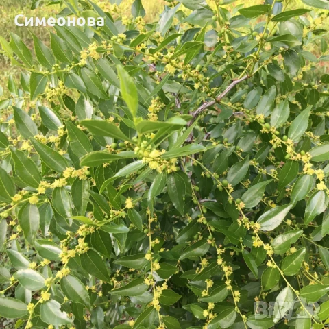 Фиданки Хинап, снимка 5 - Разсади - 53954918