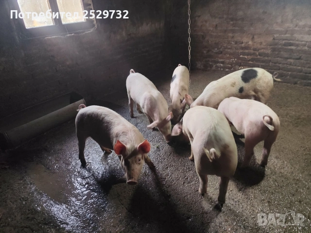 Прасета , снимка 6 - Прасета - 53976296