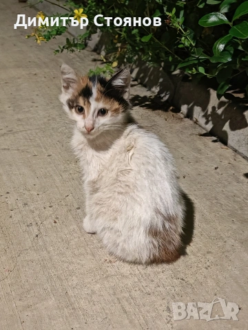 Подараваме малко коте