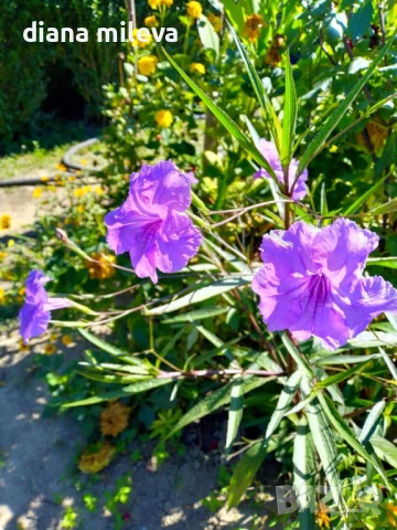 Руелия, Мексиканска петуния, Ruellia Purple Mexican Petunia!!!, снимка 6 - Градински цветя и растения - 54637157