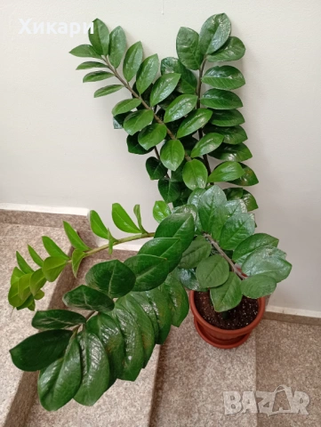 Замиокулкас ZZ Plant