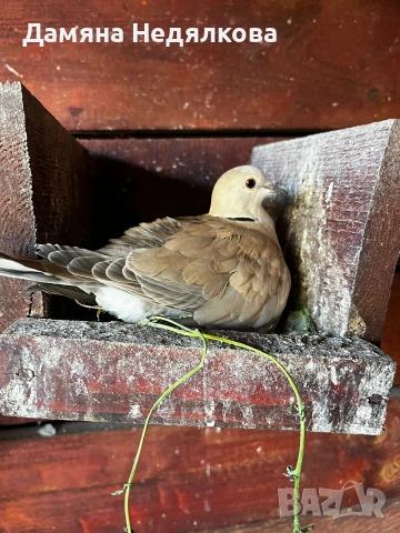 Смеещи се гугутки 