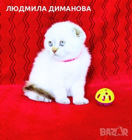 Шотландско мъжко Скоттиш Фолд. , снимка 8 - Британска късокосместа - 54526747