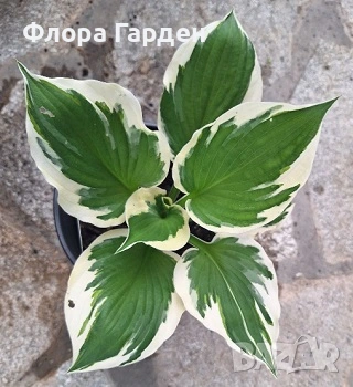 МНОГОГОДИШНИ ЦВЕТЯ, снимка 13 - Градински цветя и растения - 54414684
