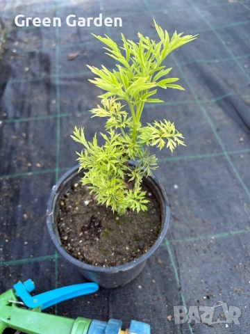 Бъз Sambucus nights “Golden Tower”, снимка 4 - Градински цветя и растения - 54784109