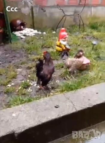 Струмски бантам