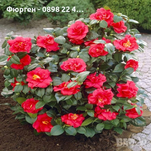 Камелия -Студоустойчива ,кичеста и вечнозелена  
