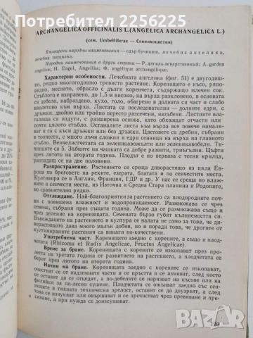 Нашите лекарствени растения ( част 1 ), снимка 2 - Специализирана литература - 54752162