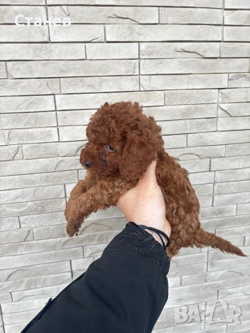 Той Пудел Момче  /Toy Poodle, снимка 6 - Пудели - 53305362