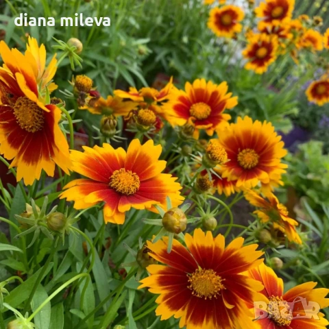 ореопсис Злато и Бронз, Coreopsis grandiflora UpTick™ Gold & Bronze, студоустойчив и многогодишен