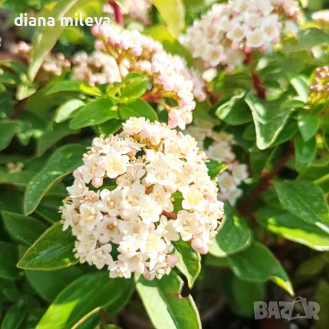 Вибурнум Тинус Ева Прайс, Viburnum Eva Price или още Калина !!!!!, снимка 6 - Градински цветя и растения - 55503563