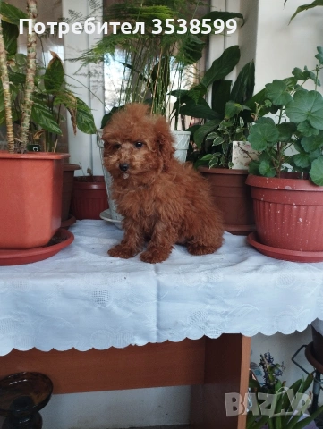 Мини Пуделчета., снимка 4 - Пудели - 52898082