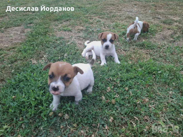 Джак Ръсел Териер , снимка 2 - Джак ръсел териер - 55165300