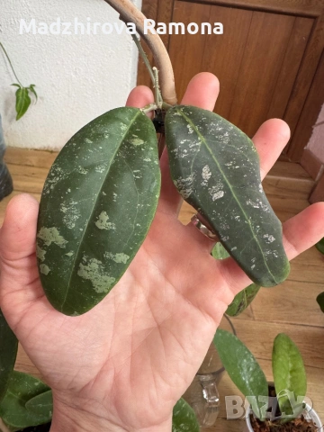 Hoya Хоя Rintzii Borneo , снимка 2 - Стайни растения - 54569629